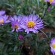 Hvězdnice vřesovcová 'Blue Wonder' - Aster ericoides 'Blue Wonder'