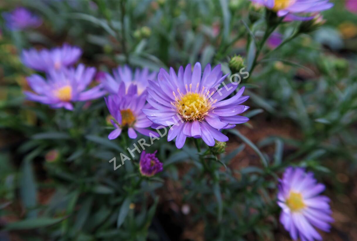Hvězdnice vřesovcová 'Blue Wonder' - Aster ericoides 'Blue Wonder'