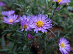 Hvězdnice vřesovcová 'Blue Wonder' - Aster ericoides 'Blue Wonder'