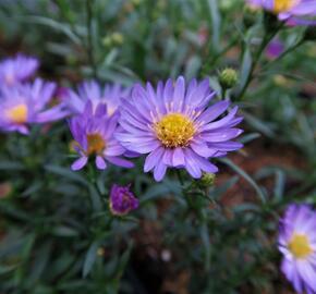 Hvězdnice vřesovcová 'Blue Wonder' - Aster ericoides 'Blue Wonder'