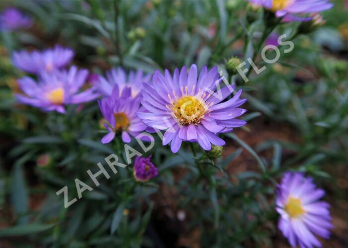 Hvězdnice vřesovcová 'Blue Wonder' - Aster ericoides 'Blue Wonder'
