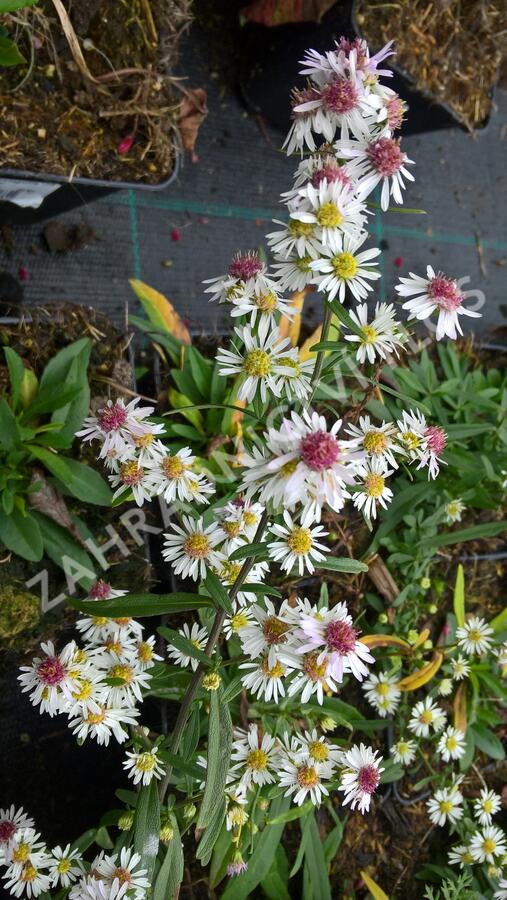 Hvězdnice vřesovcová 'Alaska' - Aster ericoides 'Alaska'