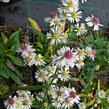 Hvězdnice vřesovcová 'Alaska' - Aster ericoides 'Alaska'