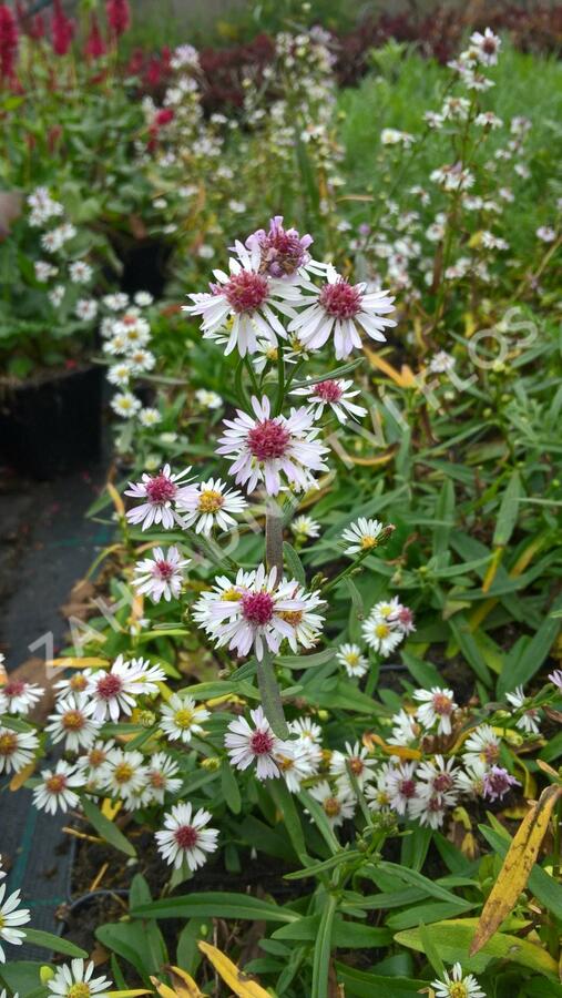 Hvězdnice vřesovcová 'Alaska' - Aster ericoides 'Alaska'