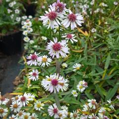 Hvězdnice vřesovcová 'Alaska' - Aster ericoides 'Alaska'