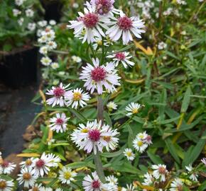 Hvězdnice vřesovcová 'Alaska' - Aster ericoides 'Alaska'