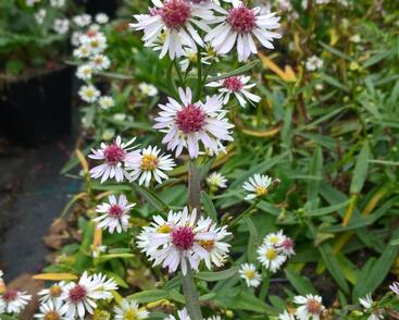 Hvězdnice vřesovcová 'Alaska'