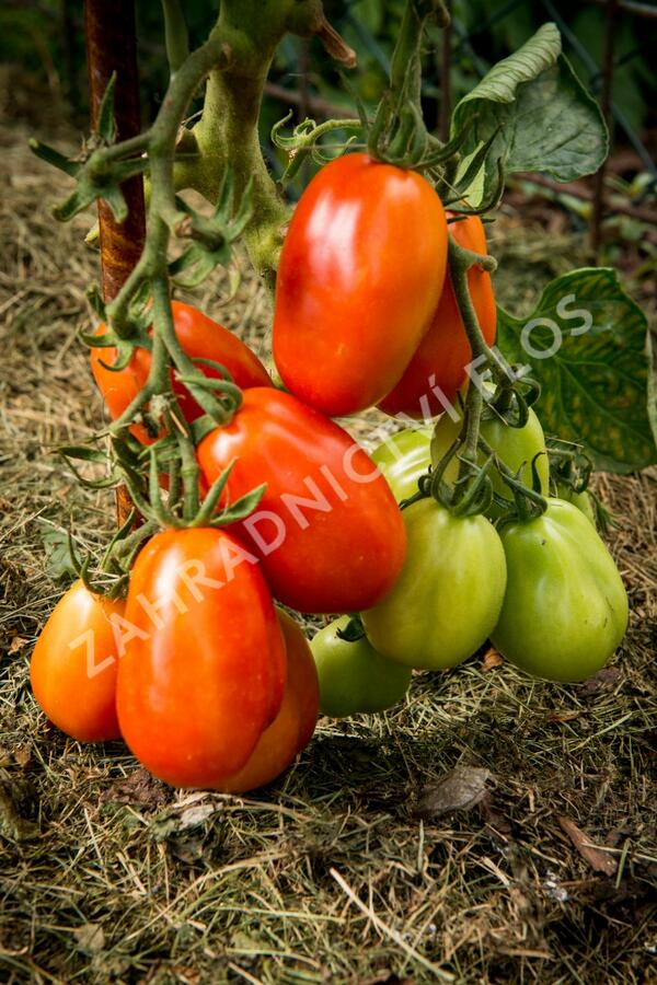 Rajče tyčkové římské 'Roma' - Lycopersicon esculentum 'Roma'