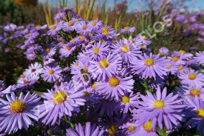 Hvězdnice keříčkovitá 'Professor Anton Kippenberg' - Aster dumosus 'Professor Anton Kippenberg'