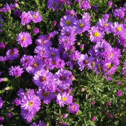 Hvězdnice keříčkovitá 'Nesthäkchen' - Aster dumosus 'Nesthäkchen'