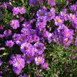 Hvězdnice keříčkovitá 'Nesthäkchen' - Aster dumosus 'Nesthäkchen'