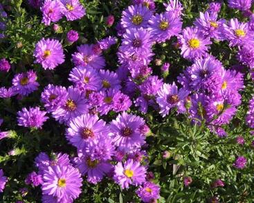 Hvězdnice keříčkovitá 'Nesthäkchen'