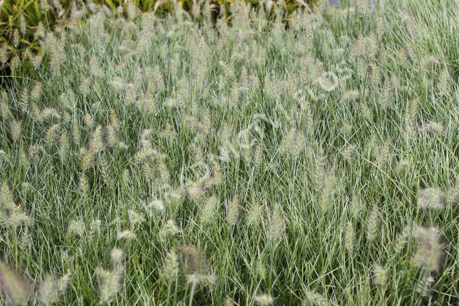 Dochan psárkovitý 'Little Honey' - Pennisetum alopecuroides 'Little Honey'