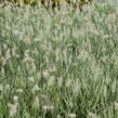 Dochan psárkovitý 'Little Honey' - Pennisetum alopecuroides 'Little Honey'