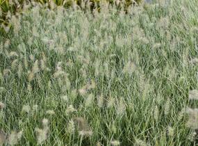 Dochan psárkovitý 'Little Honey' - Pennisetum alopecuroides 'Little Honey'