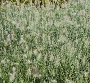 Dochan psárkovitý 'Little Honey' - Pennisetum alopecuroides 'Little Honey'