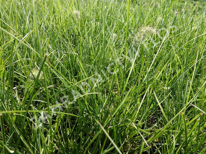 Dochan psárkovitý 'Little Honey' - Pennisetum alopecuroides 'Little Honey'