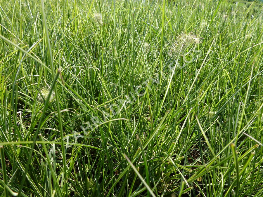 Dochan psárkovitý 'Little Honey' - Pennisetum alopecuroides 'Little Honey'