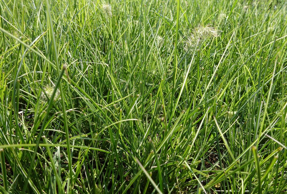 Dochan psárkovitý 'Little Honey' - Pennisetum alopecuroides 'Little Honey'