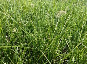 Dochan psárkovitý 'Little Honey' - Pennisetum alopecuroides 'Little Honey'
