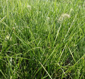 Dochan psárkovitý 'Little Honey' - Pennisetum alopecuroides 'Little Honey'