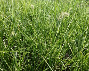 Dochan psárkovitý 'Little Honey'