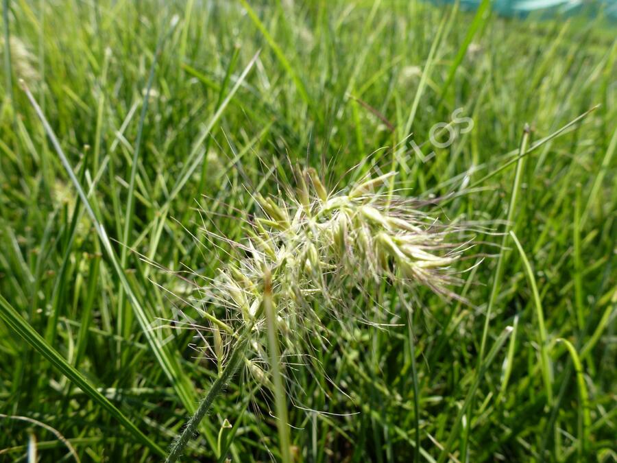 Dochan psárkovitý 'Little Honey' - Pennisetum alopecuroides 'Little Honey'