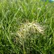 Dochan psárkovitý 'Little Honey' - Pennisetum alopecuroides 'Little Honey'