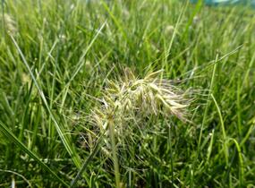 Dochan psárkovitý 'Little Honey' - Pennisetum alopecuroides 'Little Honey'