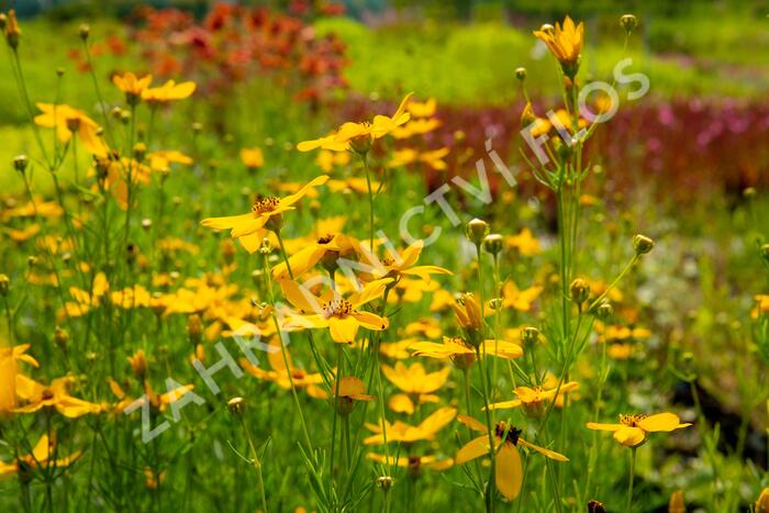 Krásnoočko přeslenité - Coreopsis verticillata