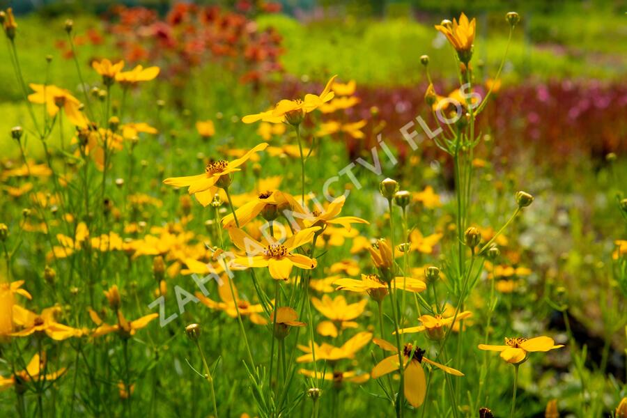 Krásnoočko přeslenité - Coreopsis verticillata