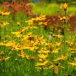 Krásnoočko přeslenité - Coreopsis verticillata