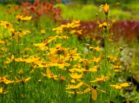 Krásnoočko přeslenité - Coreopsis verticillata