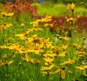 Krásnoočko přeslenité - Coreopsis verticillata