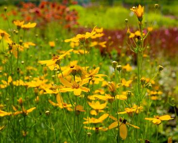 Krásnoočko přeslenité