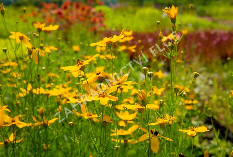 Krásnoočko přeslenité - Coreopsis verticillata