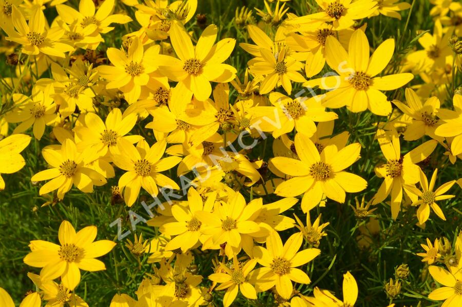 Krásnoočko přeslenité - Coreopsis verticillata