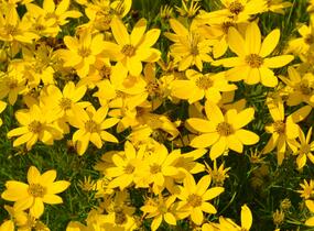 Krásnoočko přeslenité - Coreopsis verticillata