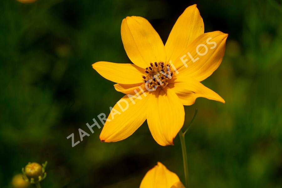 Krásnoočko přeslenité - Coreopsis verticillata