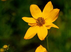 Krásnoočko přeslenité - Coreopsis verticillata