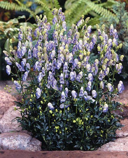 Oměj Carmichaelův 'Cloudy' - Aconitum carmichaelii 'Cloudy'