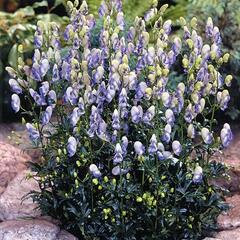 Oměj Carmichaelův 'Cloudy' - Aconitum carmichaelii 'Cloudy'