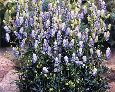 Oměj Carmichaelův 'Cloudy'