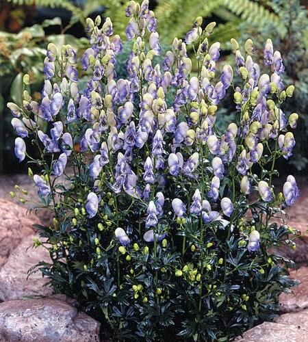 Oměj Carmichaelův 'Cloudy' - Aconitum carmichaelii 'Cloudy'