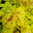 Dlužela 'Yellowstone Falls' - Heucherella hybrida 'Yellowstone Falls'
