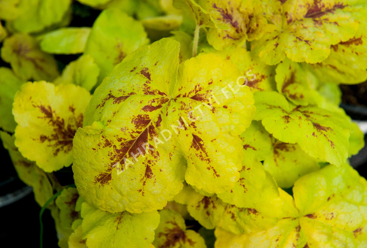 Dlužela 'Yellowstone Falls' - Heucherella hybrida 'Yellowstone Falls'