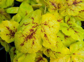 Dlužela 'Yellowstone Falls' - Heucherella hybrida 'Yellowstone Falls'