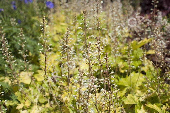 Dlužela 'Yellowstone Falls' - Heucherella hybrida 'Yellowstone Falls'