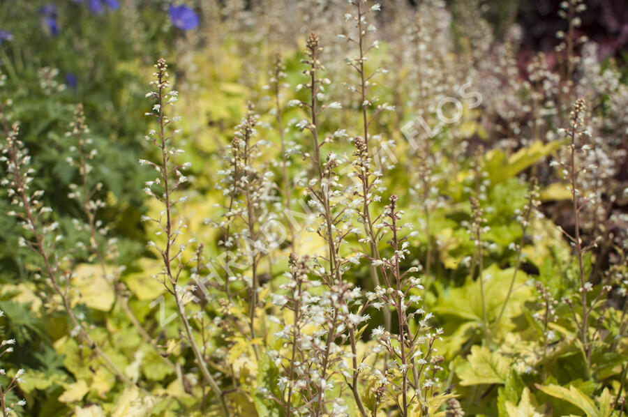 Dlužela 'Yellowstone Falls' - Heucherella hybrida 'Yellowstone Falls'