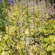 Dlužela 'Yellowstone Falls' - Heucherella hybrida 'Yellowstone Falls'